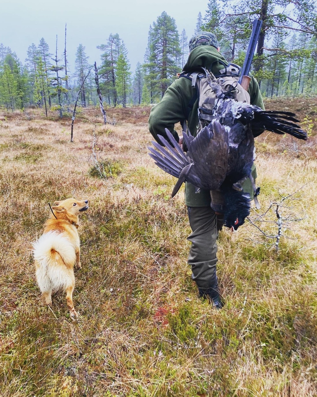 Tiurbakkens Vide på jakt. Foto Anna Jönsson